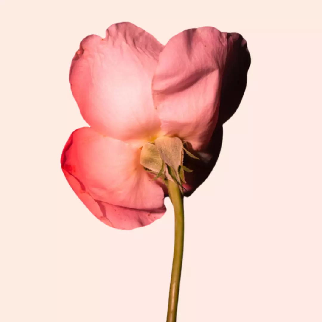 Bdk Parfum